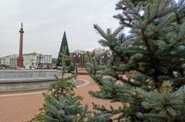 К Новому году на улицах Калининграда расставят 80 сосен и 120 елей в кадках