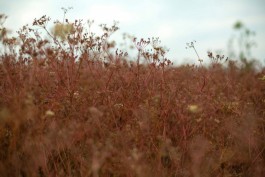 Тмин перед уборкой урожая