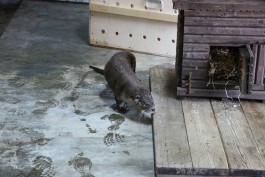 В калининградский зоопарк привезли из Новосибирска друга для трёхлапой выдры