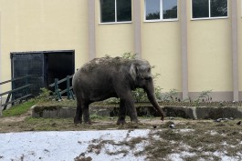 Светлана Соколова рассказала, при каких условиях в Калининградском зоопарке может появиться новый слон