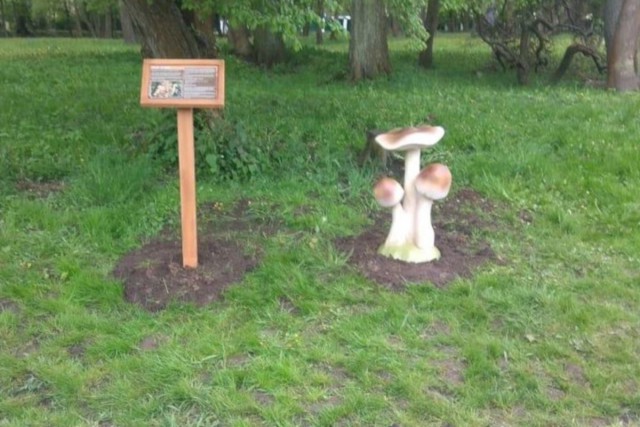 В городском парке Зеленоградска начали устанавливать скульптуры в виде грибов