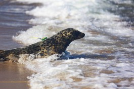 В Калининградской области выпустили в море семь спасённых тюленят  (фото)