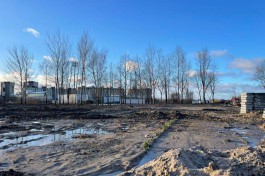 Для строительства двух домов у стадиона «‎Сельма»‎ в Калининграде разрешили вырубить 51 дерево  