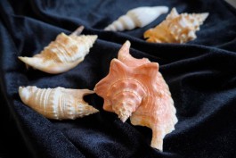 В Музей Мирового океана в Калининграде привезли 100 редких раковин морских моллюсков 