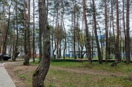 В парке рядом с &laquo;Автотор-Ареной&raquo; в Калининграде разрешили вырубить 37 деревьев