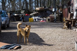 В Советске осудят местную жительницу, которая выбросила с балкона двух соседских собак