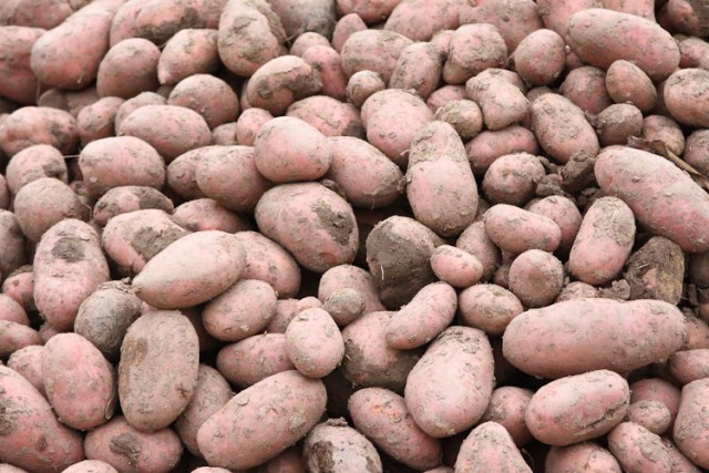 В регион запретили ввозить картофель из нидерландского города Анна-Павловна