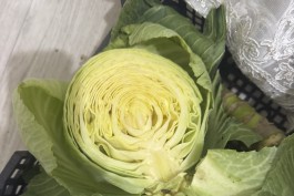 Фермеры в Зеленоградском округе уже в марте ожидают первый урожай раннего сорта капусты