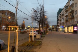 Вдоль проезжей части на Ленинском проспекте в Калининграде высаживают 80 лип