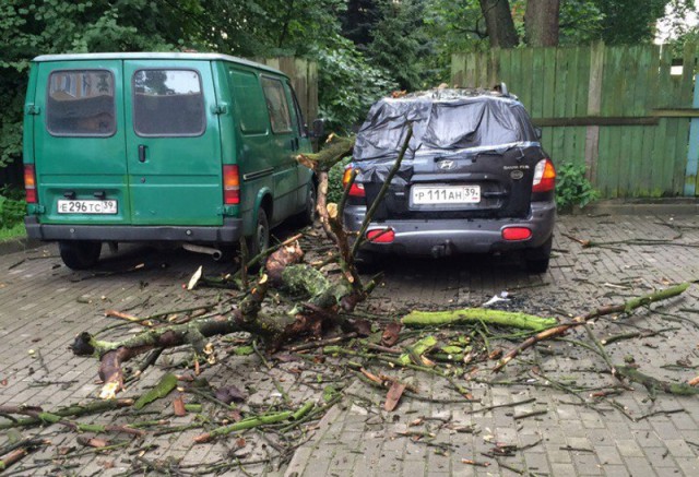 В Калининграде дерево упало на припаркованные машины (фото)