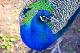 В калининградский зоопарк привезли коллекцию птиц из Алма-Аты