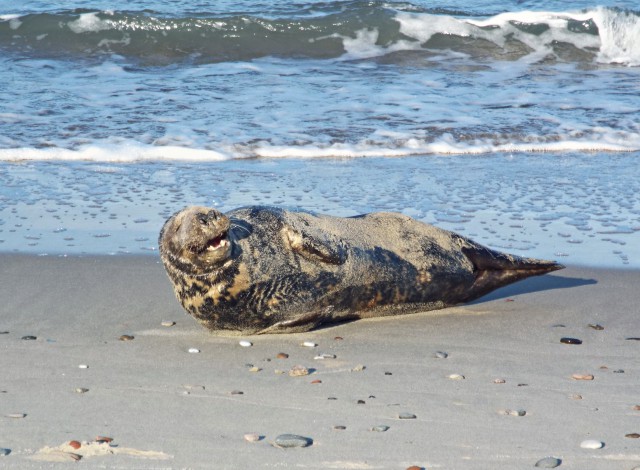 «Умылся и ушёл»: сотрудники Куршской косы встретили на побережье спящего тюленя (видео)
