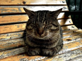 Калининградский сомнолог дала советы, как восстановить режим сна после праздников