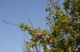В Калининградской области нашли фруктовые деревья, заражённые оспой