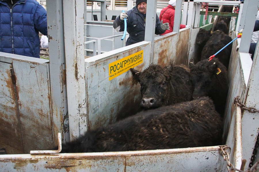 До конца года в Калининградскую область приплывёт ещё 1 800 американских коров