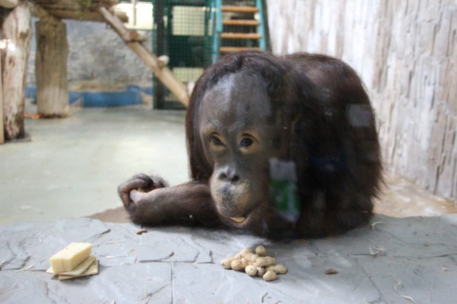 Орангутана Цезаря из калининградского зоопарка отправили самолётом в Ростов-на-Дону