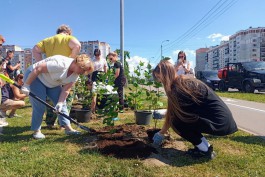 «Индия, Ладога и День Победы»: в сквере на Сельме высадили 150 кустов сирени (фото)