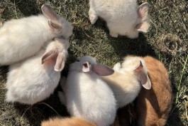 Россельхознадзор выявил нарушения при содержании животных на территории Южного парка в Калининграде