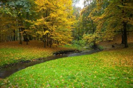 На высадку 41 дерева в двух парках Калининграда выделили 2,3 млн рублей