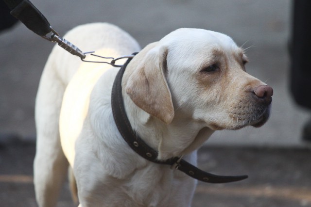 Ежегодно в Калининградской области фиксируют 3000 случаев нападений собак на людей
