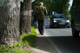 Власти разрешили вырубить придорожную аллею под Зеленоградском