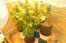 УФСКН: Калининградец выращивал марихуану в подвале дома (фото)
