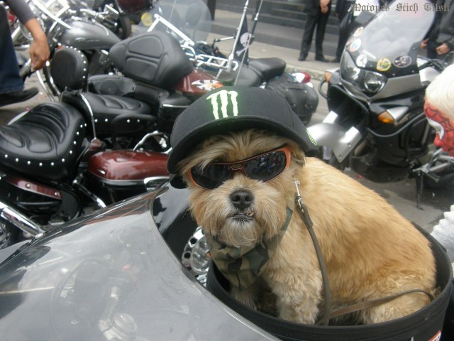 Полиция разыскивает украденный мотоцикл пса-байкера из Советска (фото)