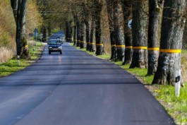 В Зеленоградском округе разрешили вырубить 83 придорожных дерева