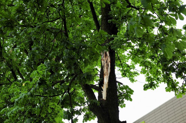 Штормовой ветер повалил 36 деревьев на трассы в Калининградской области