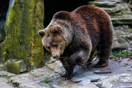 С 1 октября калининградский зоопарк будет работать на час меньше