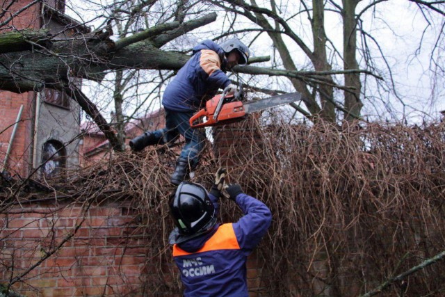 Во время урагана ветер повалил в Калининградской области 146 деревьев