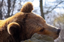 В польском зоопарке мужчина подрался с медведем (видео) (видео)