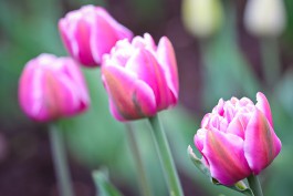 В Зеленоградске высадят более шести тысяч тюльпанов, крокусов и гиацинтов 