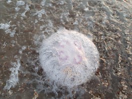 Медузы вмёрзли в лёд на побережье Калининградской области