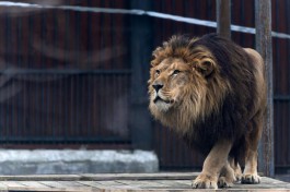 &laquo;Стена непонимания&raquo;: в Калининградском зоопарке объяснили конфликт львов Леи и Тиграна