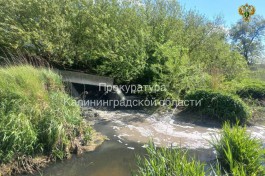 Суд обязал &laquo;Балтптицепром&raquo; очищать сточные воды, которые сбрасывают в реку под Калининградом  (фото)