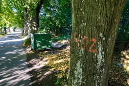 Власти Янтарного разрешили вырубить 545 деревьев для реконструкции трассы в Донское