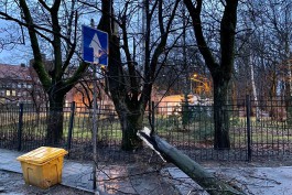 В Калининграде упавшие от сильного ветра деревья повредили три автомобиля