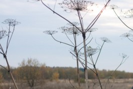 В Зеленоградском округе собственников 22 гектаров земель заставили скосить борщевик