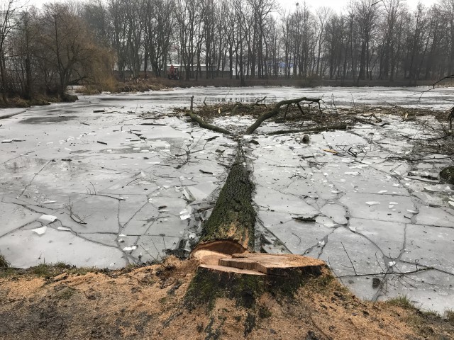 «Вплоть до каждого дерева»: власти Калининграда повторно проверят вырубку в Южном парке