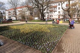 На клумбах Калининграда начали высаживать весенние цветы