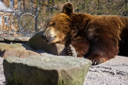 Калининградцы перечислили зоопарку Тбилиси 80 тысяч рублей