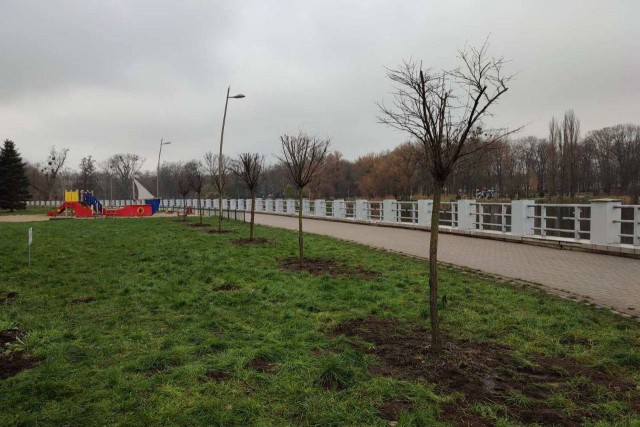 В парки Калининграда пересадили робинии, попавшие под вырубку для строительства дороги