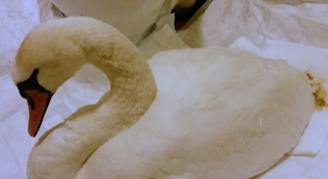 Под Зеленоградском спасли вмёрзшего в лёд лебедя (видео)