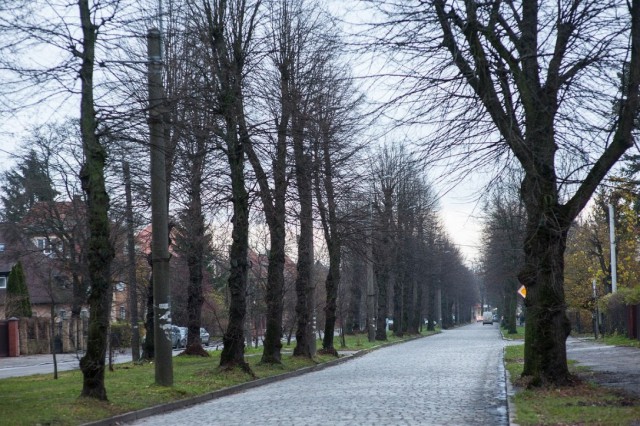 В Калининграде проведут обрезку 160 деревьев