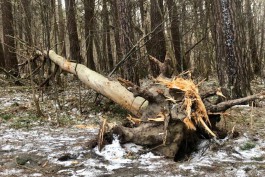 Сильный ветер повалил более десяти деревьев в Калининграде: повреждены автомобили и жилой дом