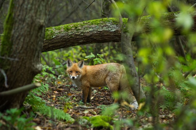 «Меньше оленей и больше лис»: на Куршской косе подсчитали диких животных (видео)