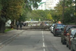 На улице Ялтинской в Калининграде дерево упало на машину: дорога перекрыта