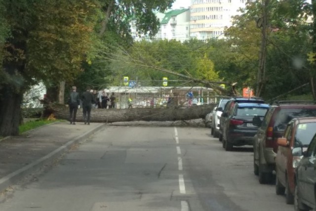 На улице Ялтинской в Калининграде дерево упало на машину: дорога перекрыта