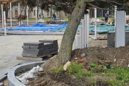 Подрядчика благоустройства центра Зеленоградска оштрафовали за повреждение деревьев